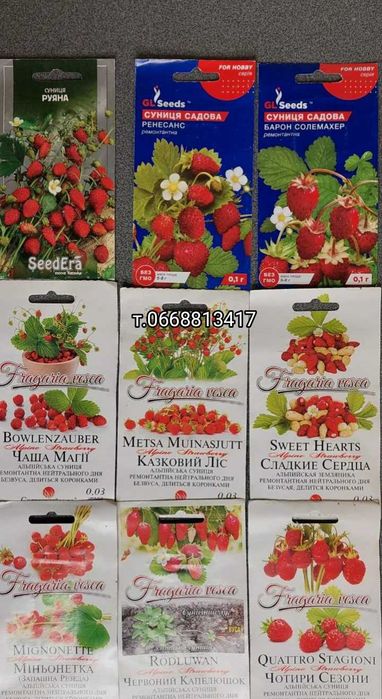 Семена земляники клубники Ремонтантные сорта Регина Ананасная Али баба