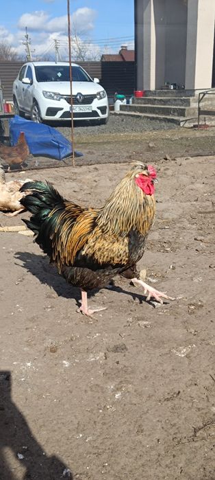 Продам чубаті півні