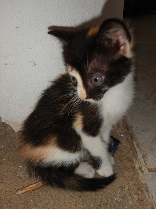 Gatinhos/as 3 meses