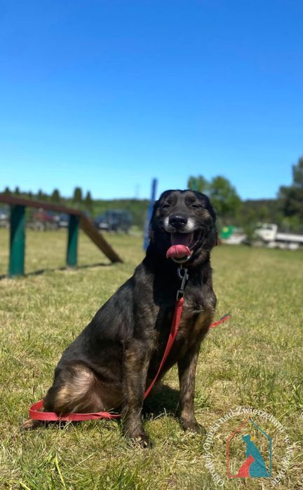 Kila 79/24 - SZUKA DOMU!