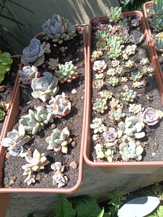 Suculentas em vaso