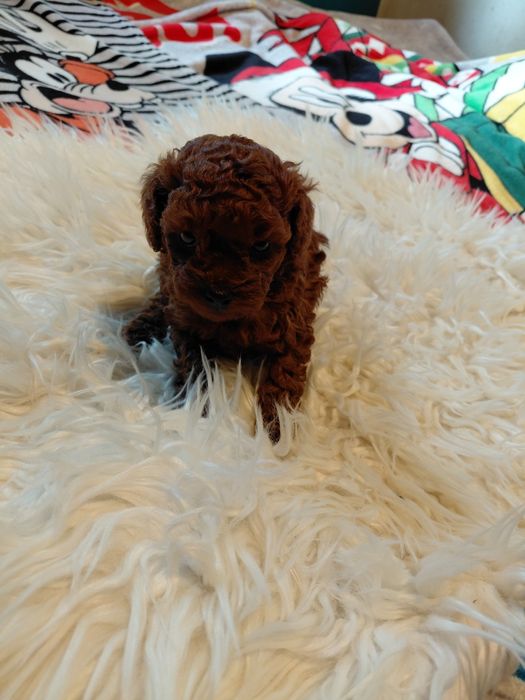 Pudel toy - piesek red brown, genetyka