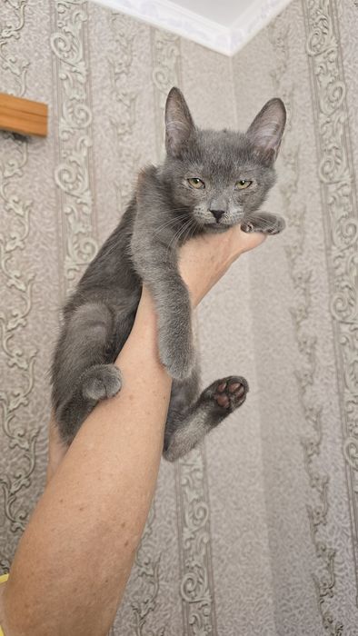 Котик у добрі руки