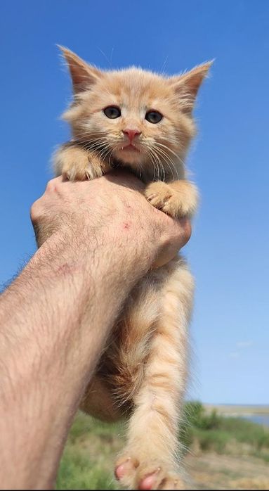 котята мейн-кун , котики и кошечки