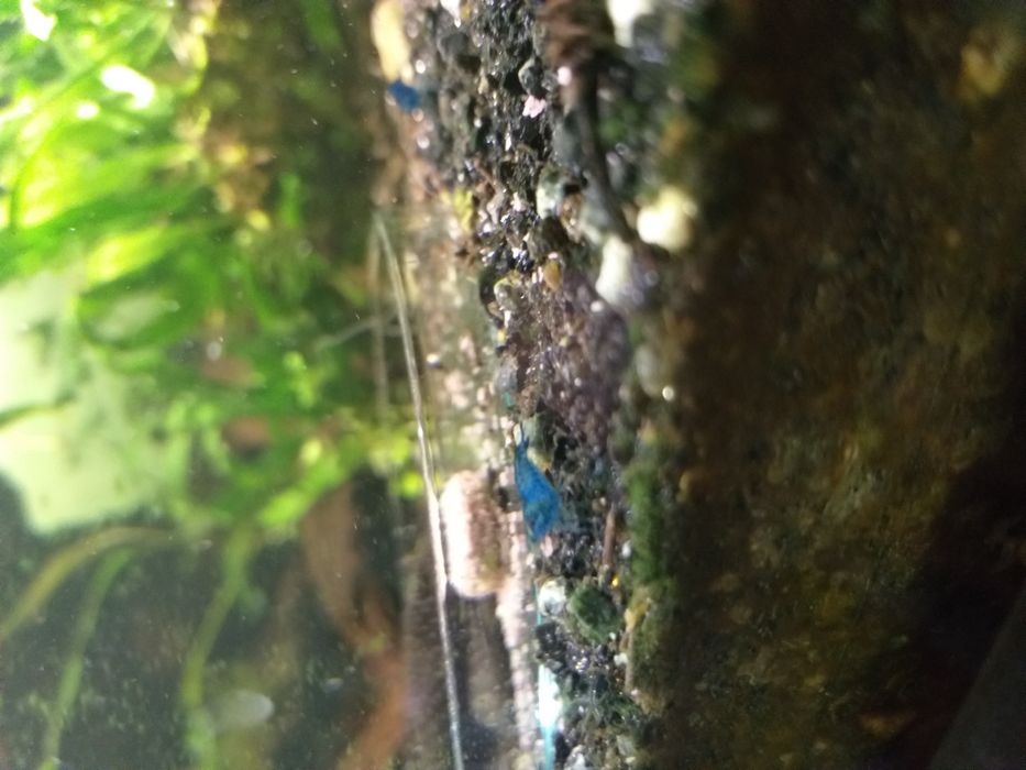 Promocja !!! Neocardina Blue velvet. Niebieskie.