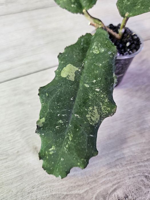 Hoya undulata Black