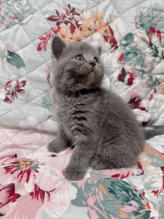 Gatinho fofinho muito querido.