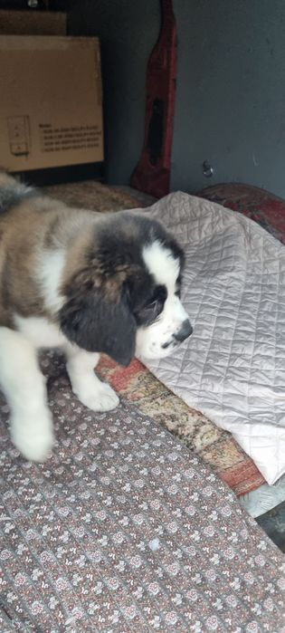 Щенки Сенбернара