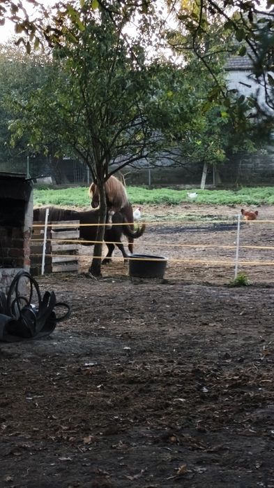 Klacz kasztanka i ogier srokaty
