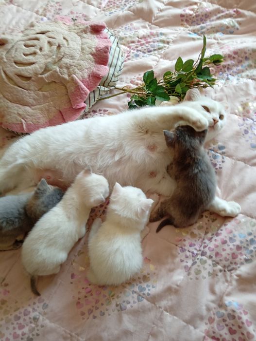 продам кошенят британцев