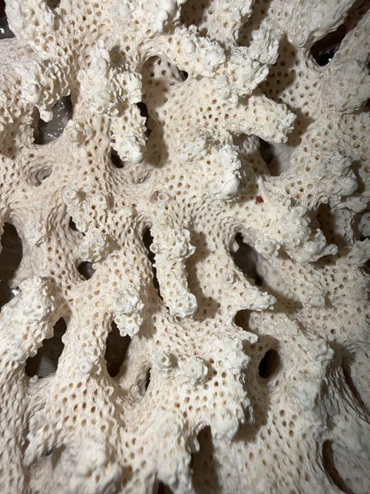 Коралловый камень для аквариума, 6,5 кг