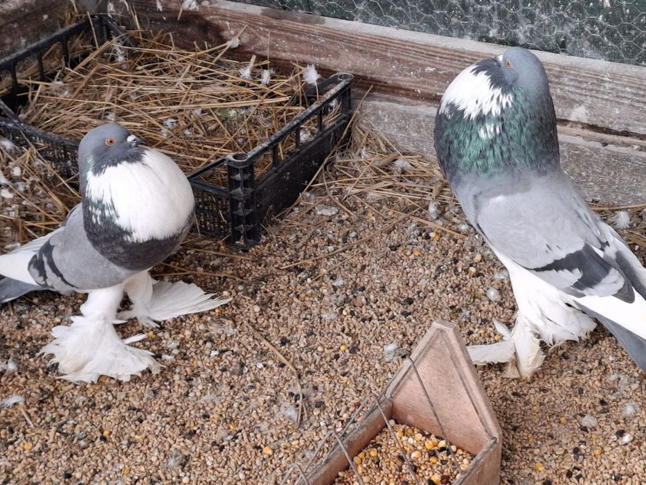 Garlacze pomorskie para 2025rok