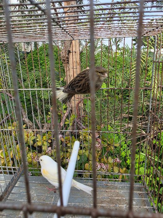 Canários 2025, FÊMEAS e MACHOS