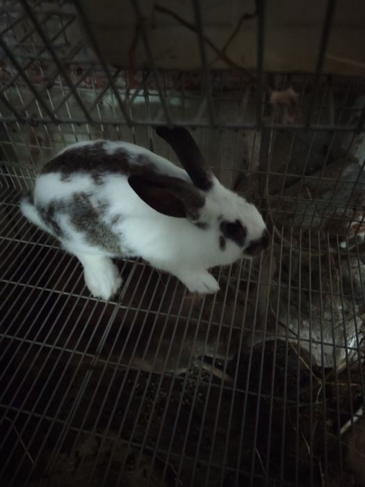 Coelhos caseiros cruzados
