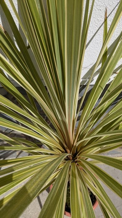 Cordyline australis variegata