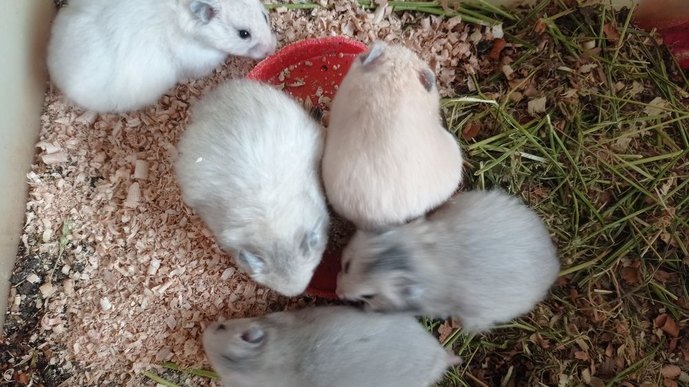 Хомячки гризунчики