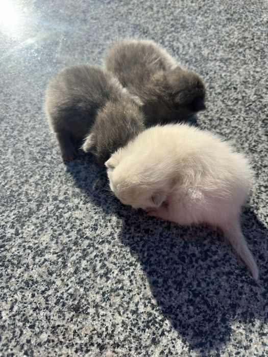 Візьму бронь на кошеня