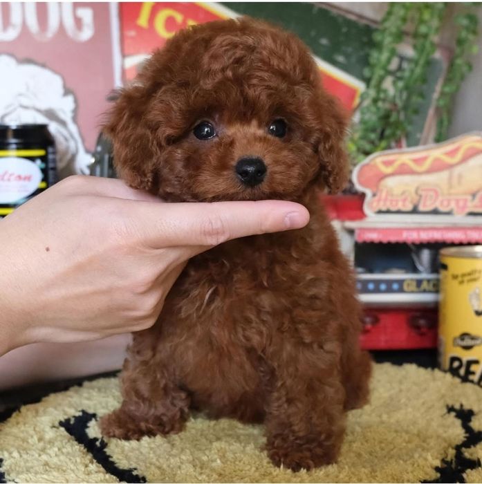 Ред браун той пудель .малиш .