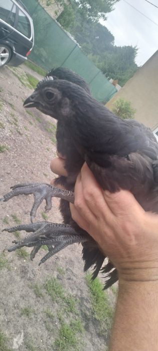 Kury i koguty ayam cemani
