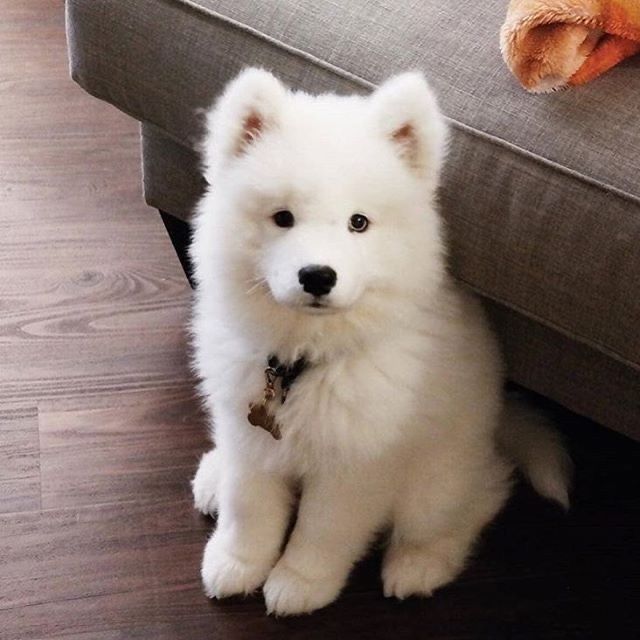 Самоедская лайка щенки