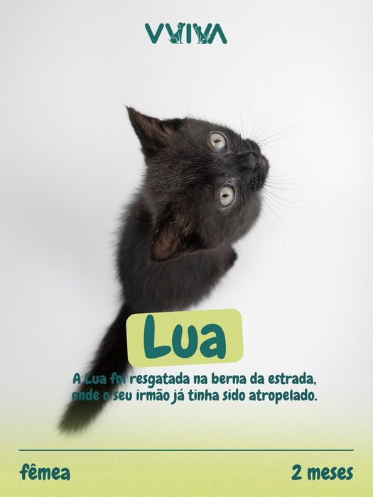 Gatinhos para adoção responsável