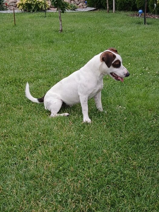 Jack russell terrier