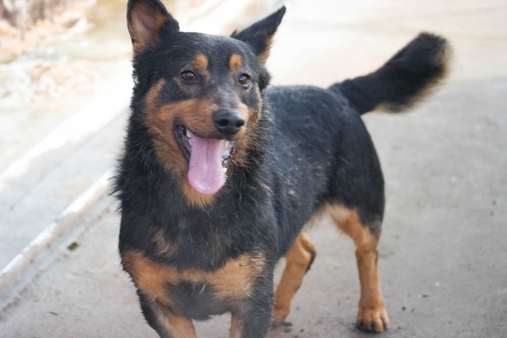 GRENIO - niewielki , wystraszony psiak