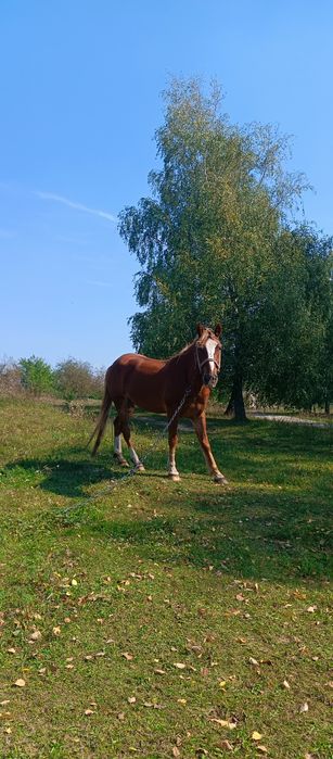Кінь супер не пошкодуєте гарантую...