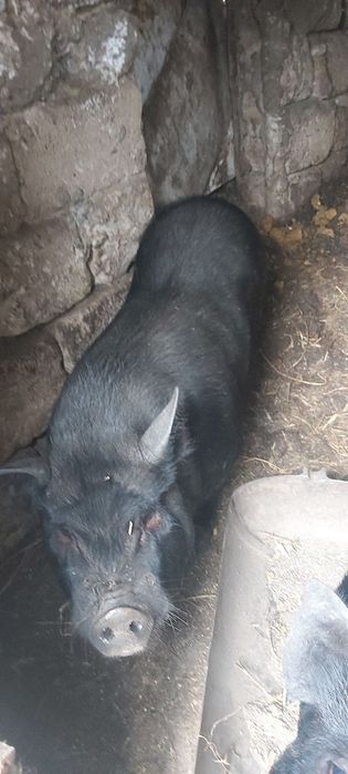 Продам свиней в'єтнамської породи