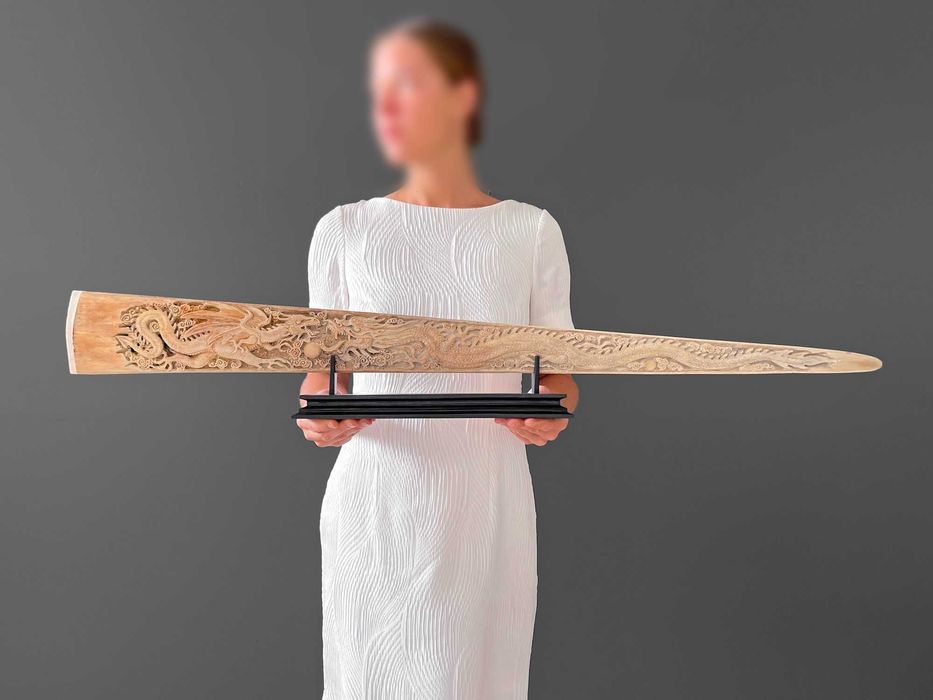 Lança de espadarte (Xiphias gladius) tamanho raro,