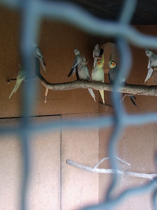 Nimfy białogłowe i lutino