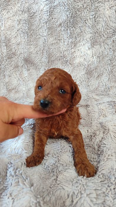 Pudel toy miniatura Red