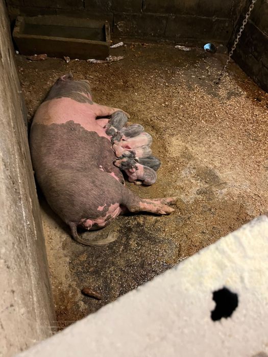 Leitoes bisaro com pietran