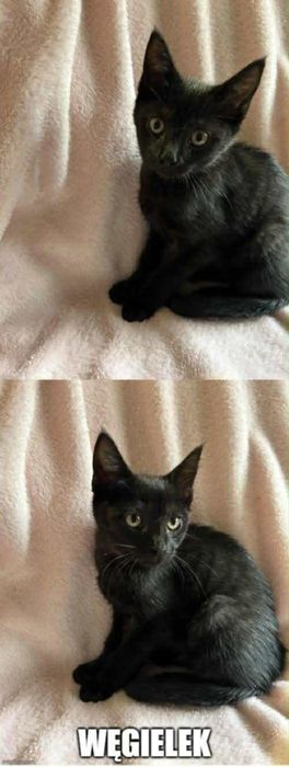 Kocięta proszą o domki.