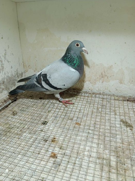 34.Gołębie pocztowe. Samica DV 2025. Rewelacja