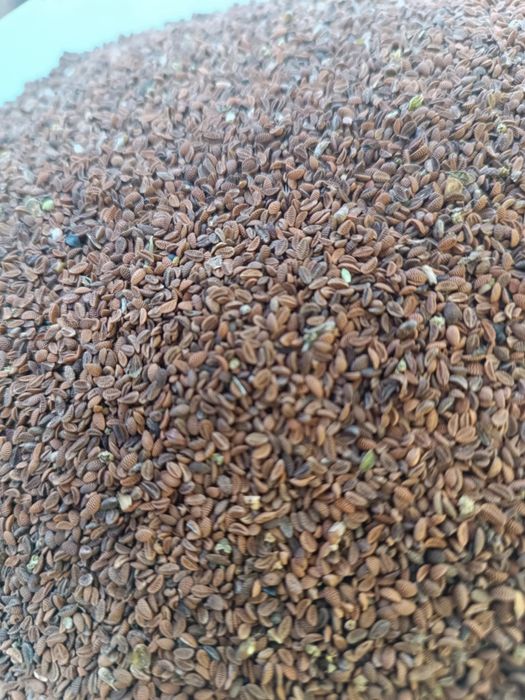 Facelia blękitna na poplon