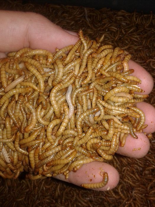 Mącznik młynarek żywe larwy 100ml