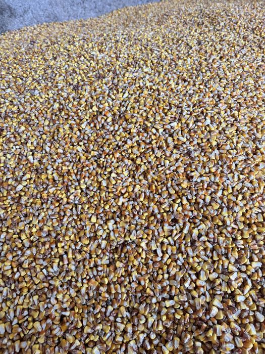 Продам кукурудзу