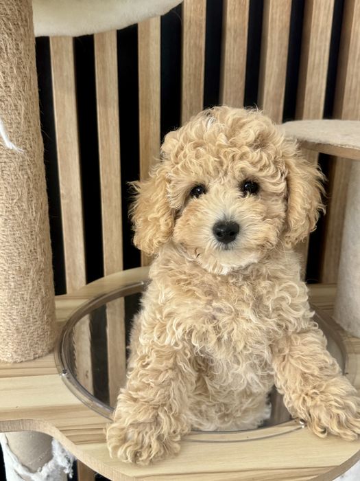 Bichpoo Poochon suczka maltipoo pudel toy