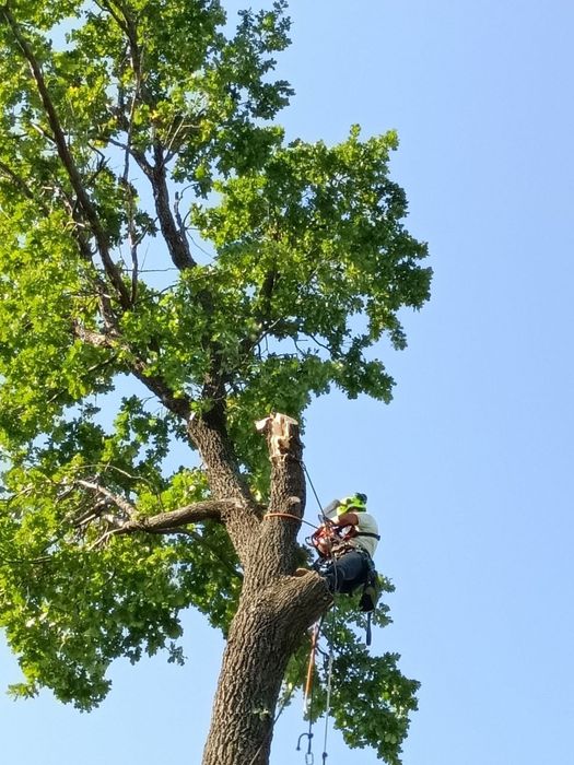 Спил деревьев обрезка сухих веток