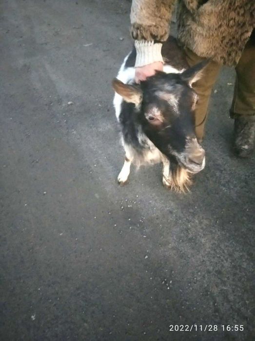 Продається коза, вирощена домашнім господарством