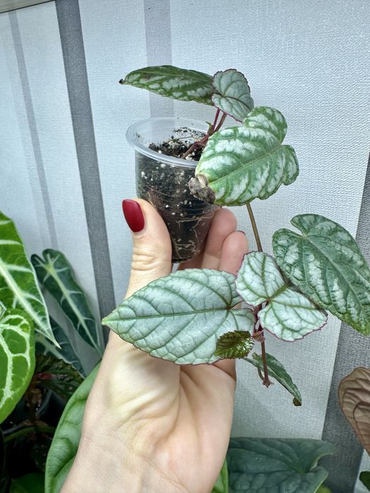 Великий вибір цікавих кімнатних рослин