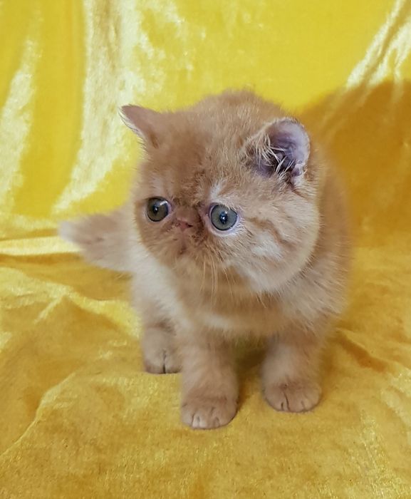 Экзот, экзотический котенок