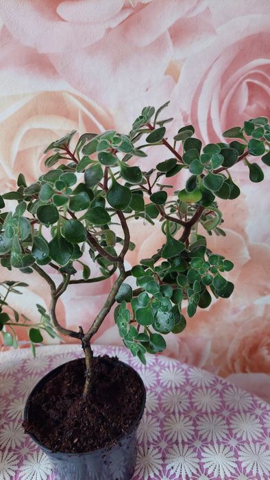 Аихризон дерево любви/ Аїхризон дерево кохання