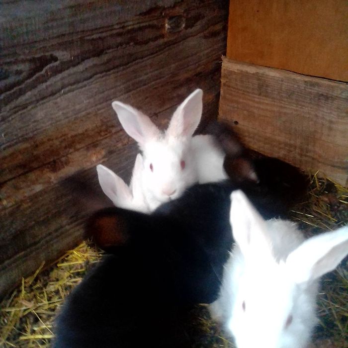 Кролики молодняк