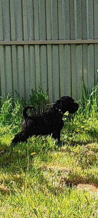 Чудо хлопчик цвергшнауцера