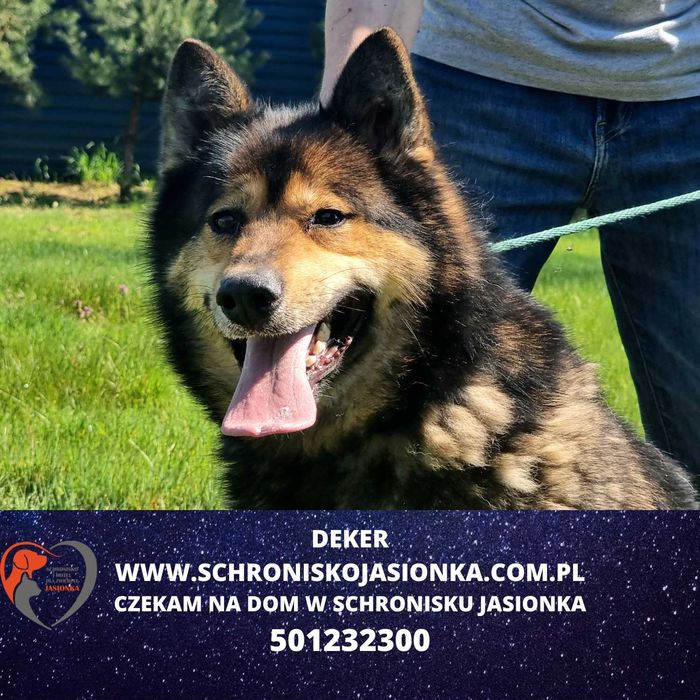 DEKER do adopcji Schronisko Jasionka
