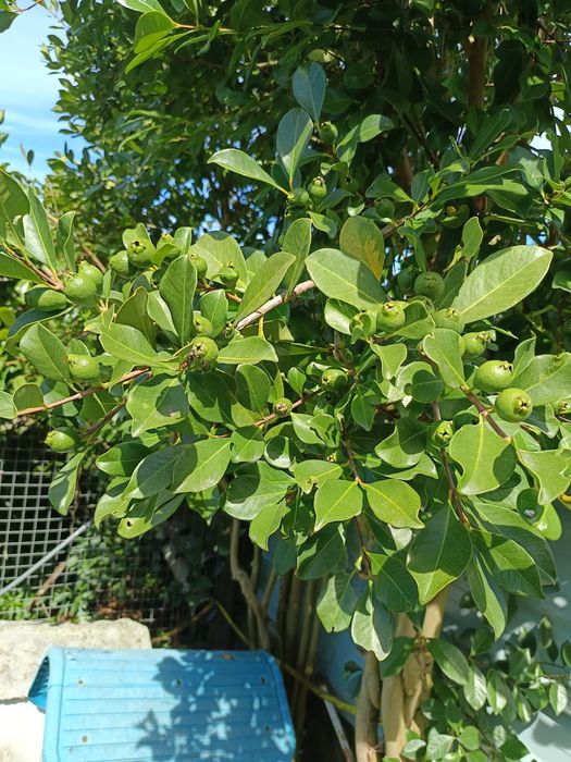 Araçá de cor vermelha e amarela