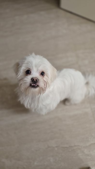 Цуценя мальтійської балонки