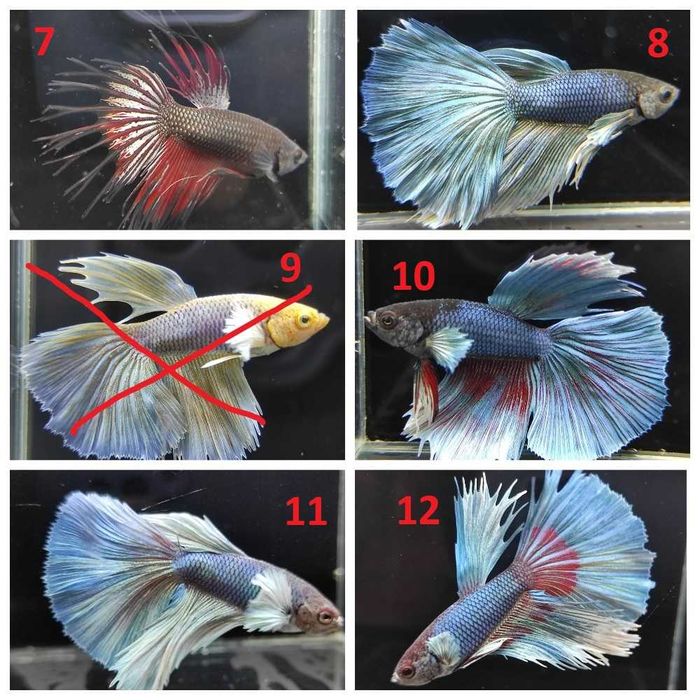 Петушки, півники, акваріумні рибки